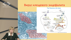 Клещевые истории. Лабораторная диагностика в помощь клиницисту