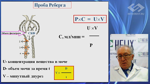 Хроническая болезнь почек – лабораторный диагноз с серьезными клиническими последствиями