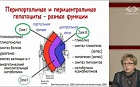 Лекарственные поражения печени: механизмы развития и возможные пути коррекции