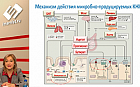 Микробиота и метаболическое здоровье